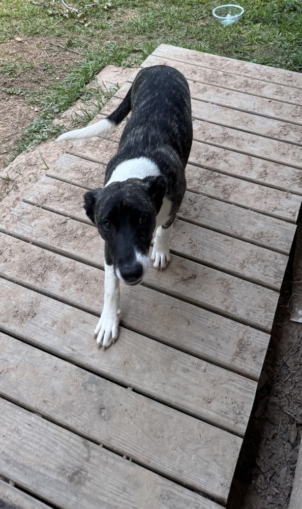 Dakota (Montgomery Puppies)