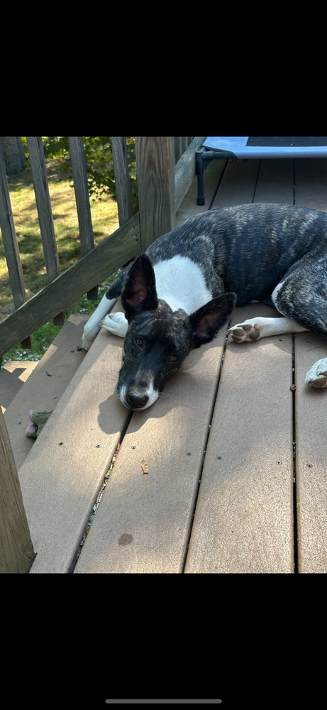 Dakota (Montgomery Puppies)