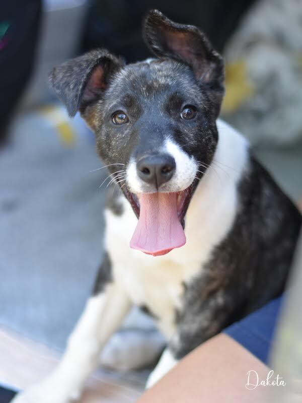 Dakota (Montgomery Puppies) 4