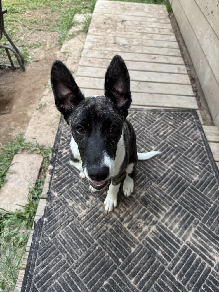 Dakota (Montgomery Puppies)