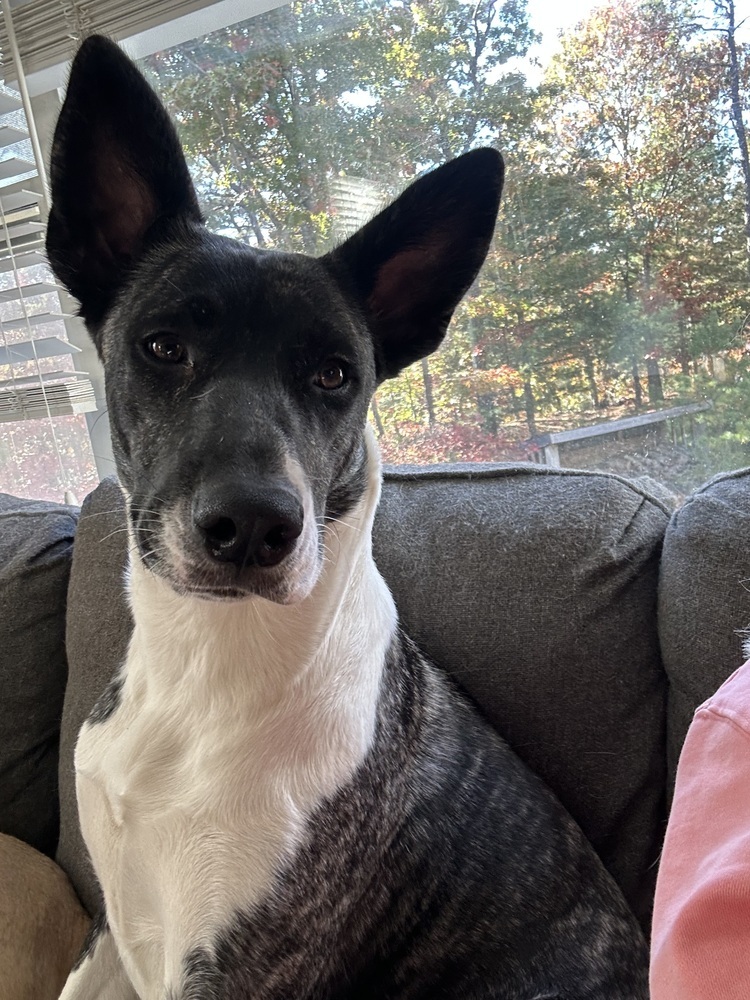 Dakota (Montgomery Puppies)