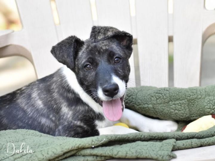 Dakota (Montgomery Puppies) 5