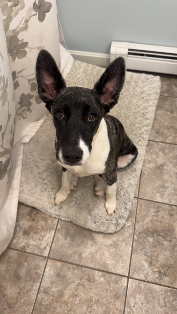 Dakota (Montgomery Puppies)