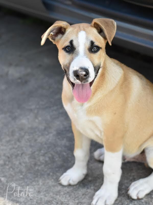 Potato (Montgomery Puppies) 1