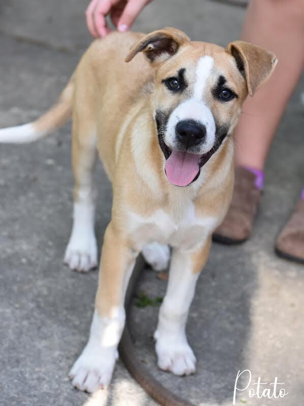 Potato (Montgomery Puppies) 2