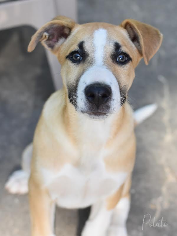 Potato (Montgomery Puppies) 3