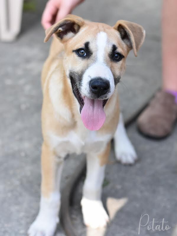 Potato (Montgomery Puppies) 4