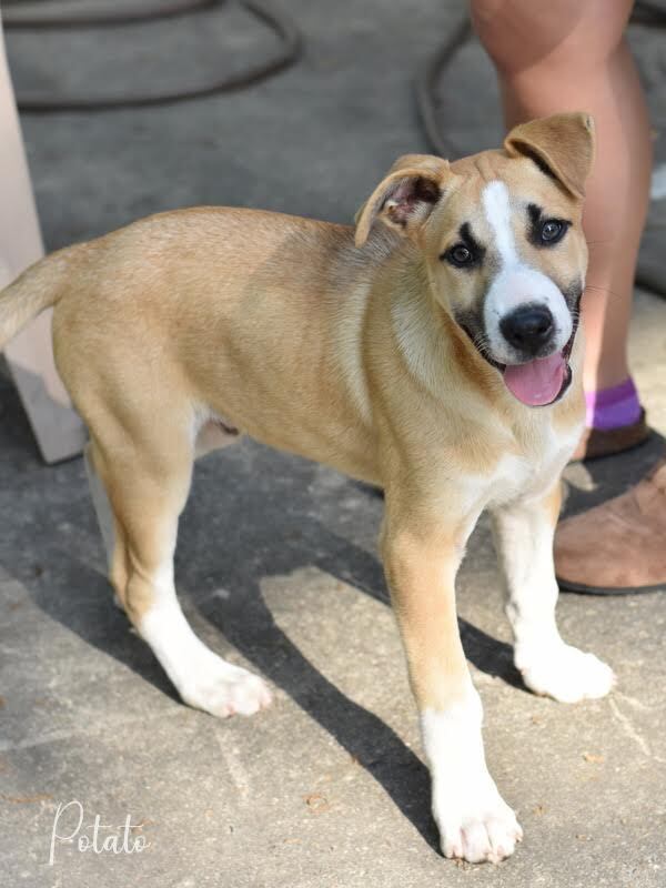 Potato (Montgomery Puppies) 5