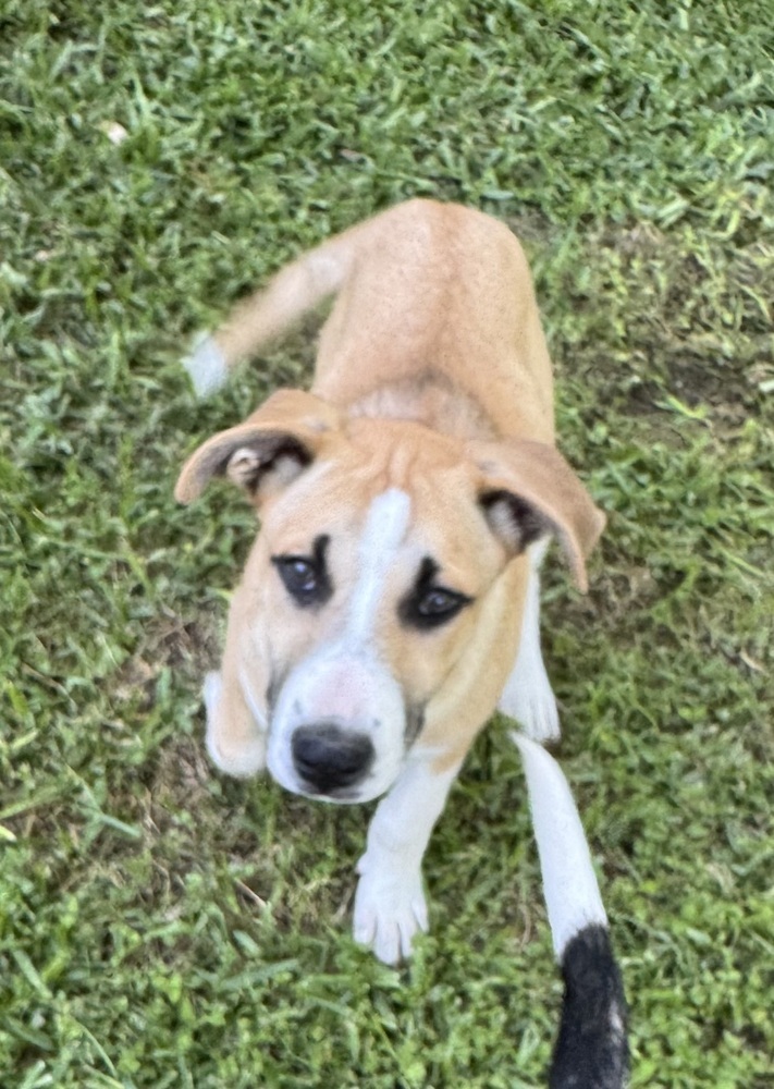 Potato (Montgomery Puppies) 6