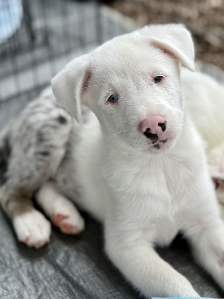 Dogberry 3