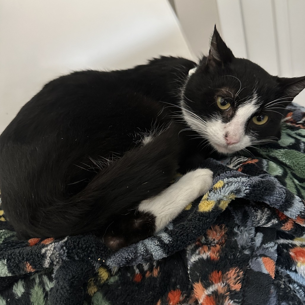 Remington, an adoptable Domestic Short Hair in Abilene, TX, 79602 | Photo Image 1