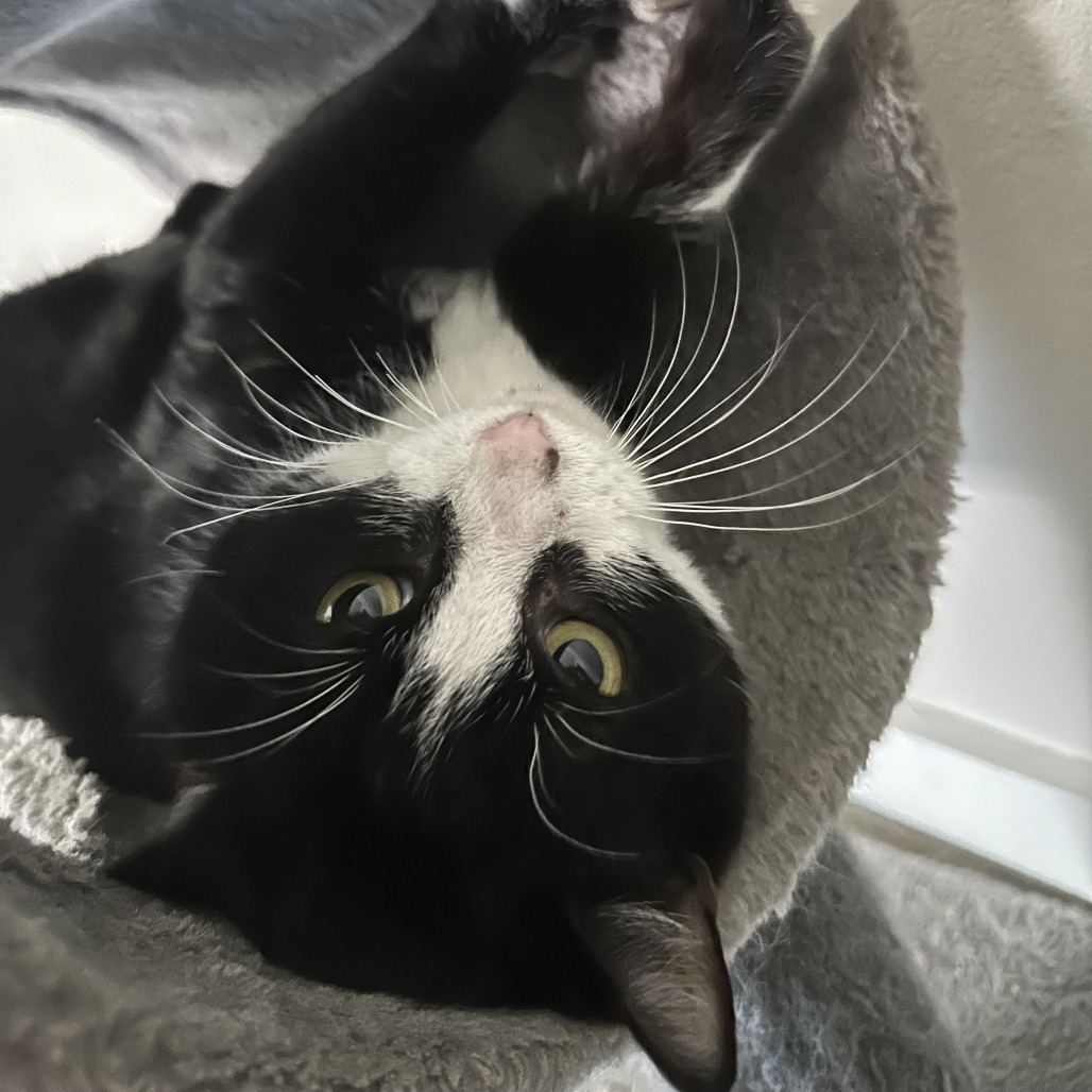 Remington, an adoptable Domestic Short Hair in Abilene, TX, 79602 | Photo Image 2