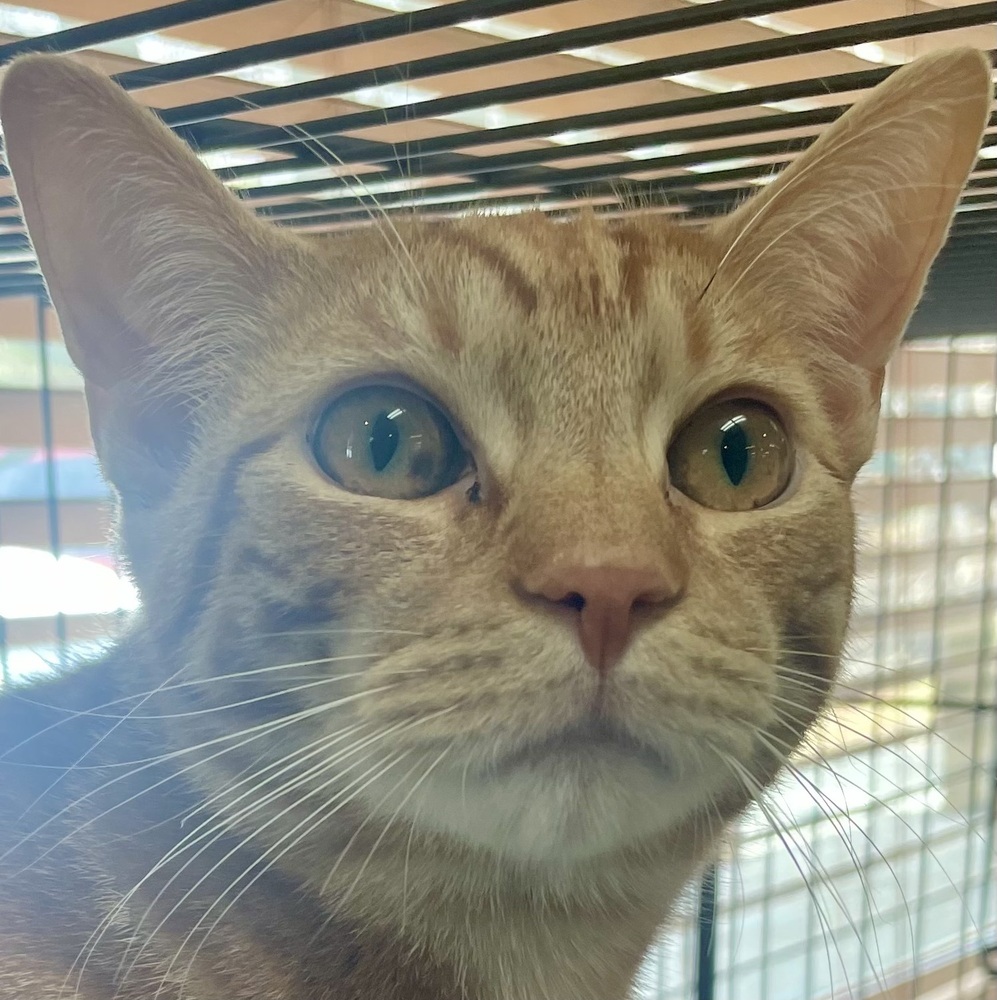 Cheddar