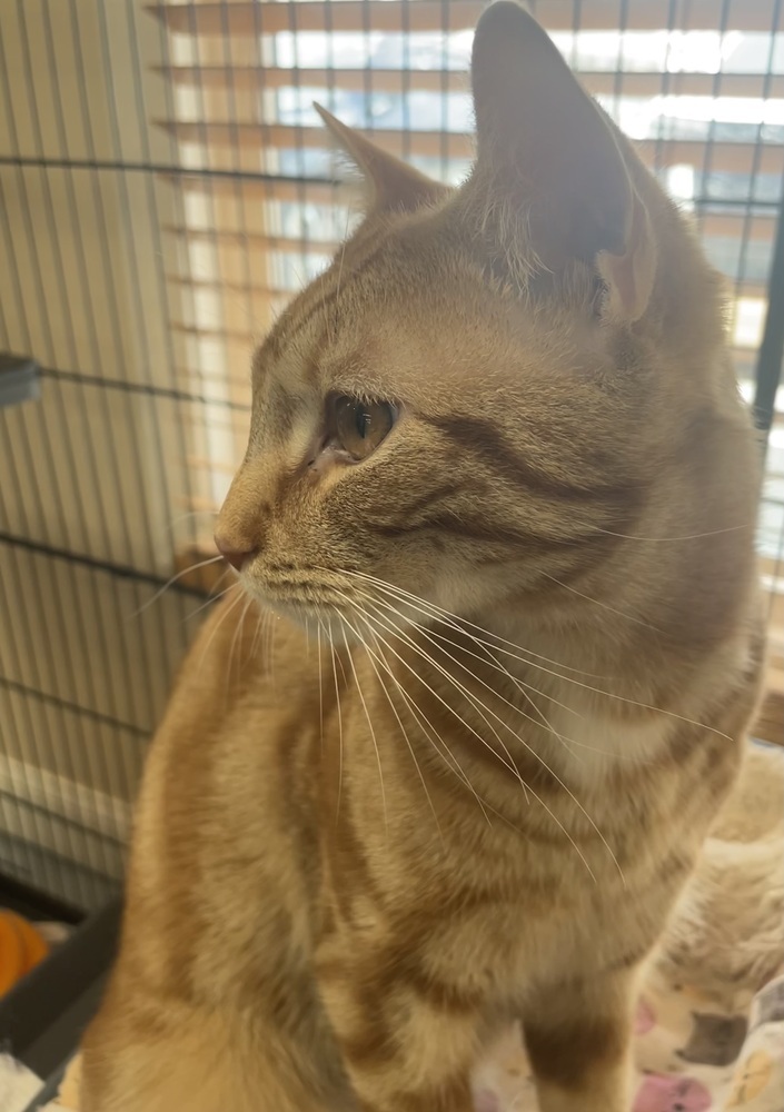 Cheddar