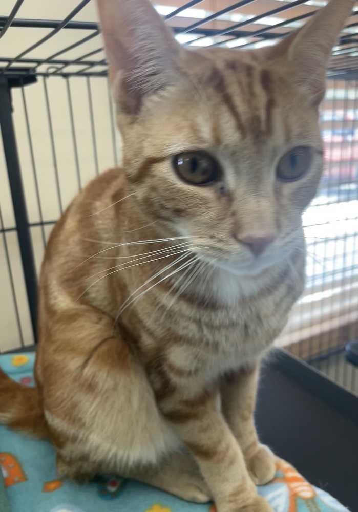 Cheddar