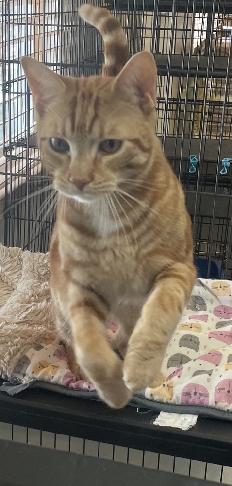 Cheddar