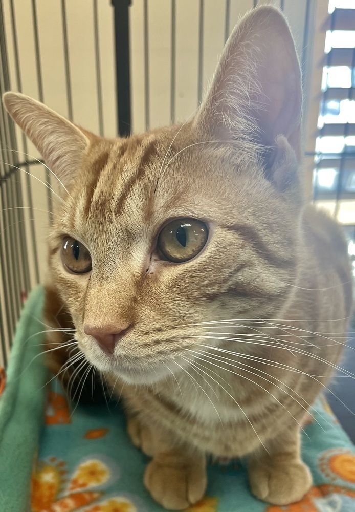 Cheddar