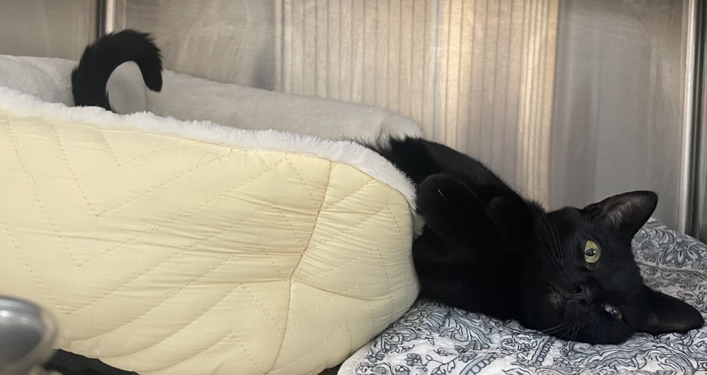 MINNIE MAE