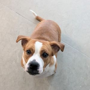 Cheecky is currently in foster care and ready for adoption via our virtual process Learn more about