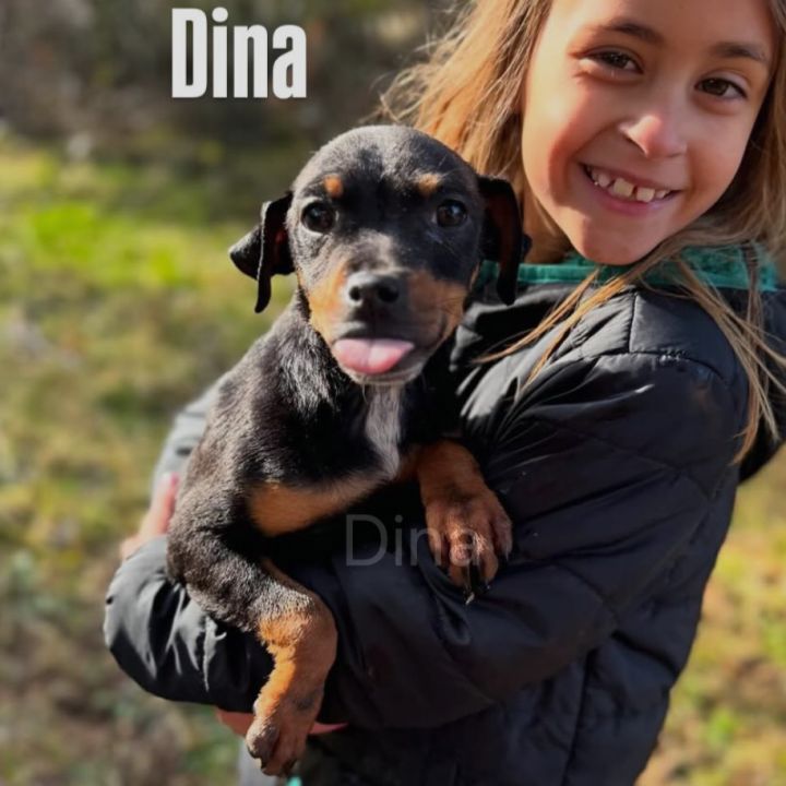 Dina 1