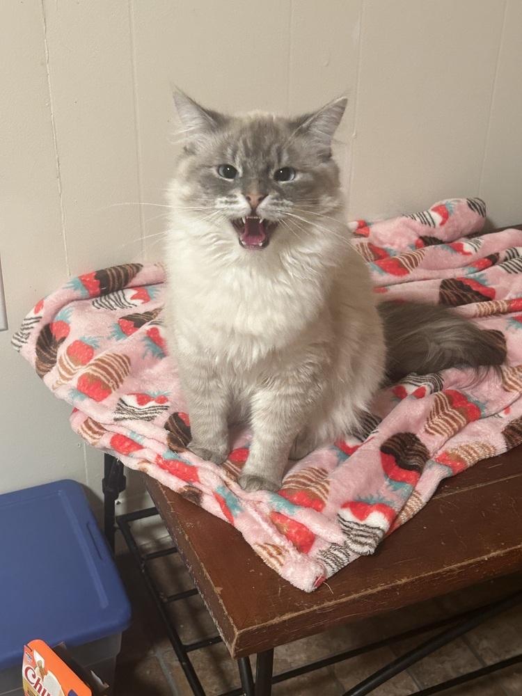 Tom, an adoptable Siamese, Domestic Long Hair in Fort collins, CO, 80526 | Photo Image 1