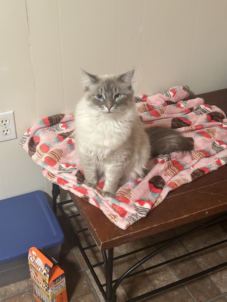 Tom, an adoptable Siamese, Domestic Long Hair in Fort collins, CO, 80526 | Photo Image 2