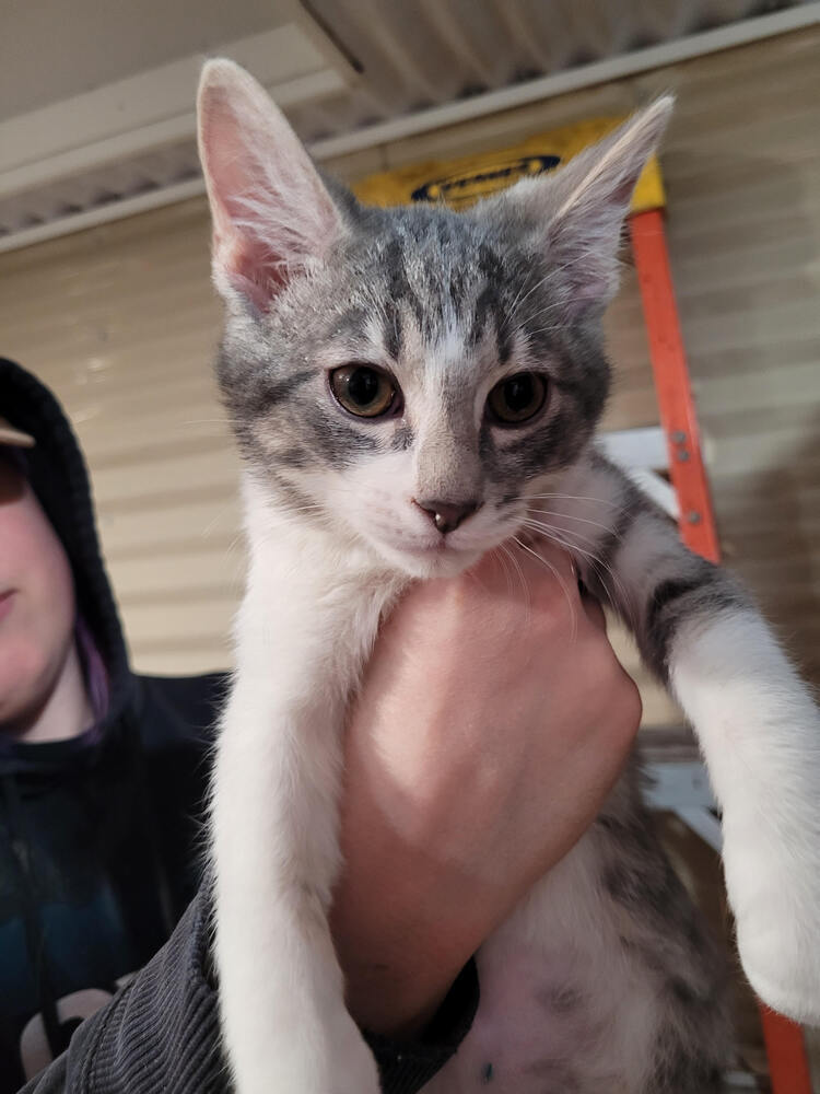 Simon
