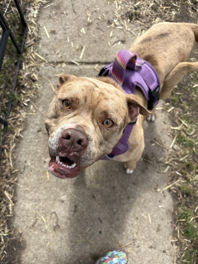 Arnie, an adoptable American Bully in Deerfield, WI, 53531 | Photo Image 1