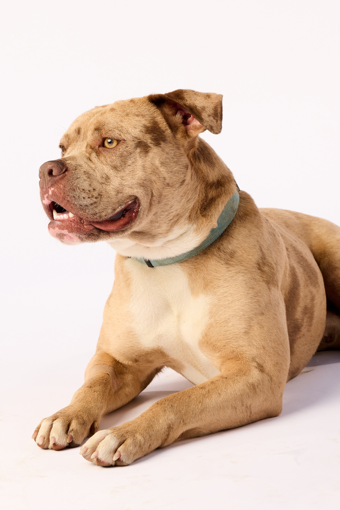 Arnie, an adoptable American Bully in Deerfield, WI, 53531 | Photo Image 2