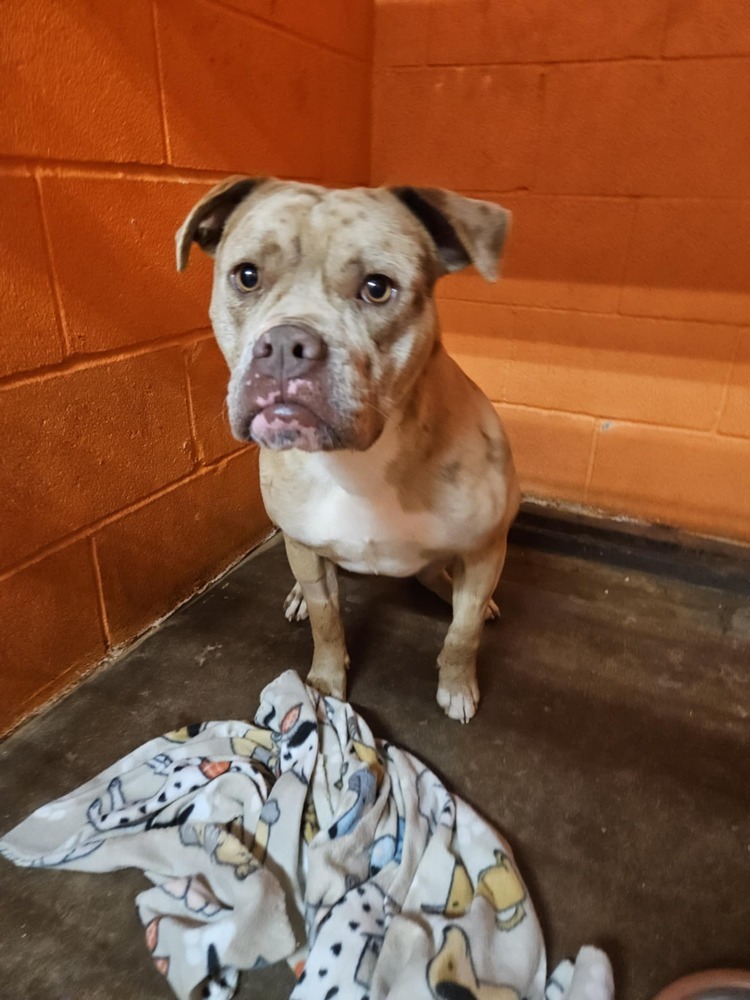 Arnie, an adoptable American Bully in Deerfield, WI, 53531 | Photo Image 3