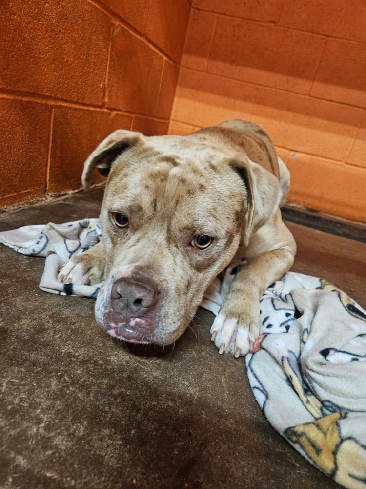 Arnie, an adoptable American Bully in Deerfield, WI, 53531 | Photo Image 4