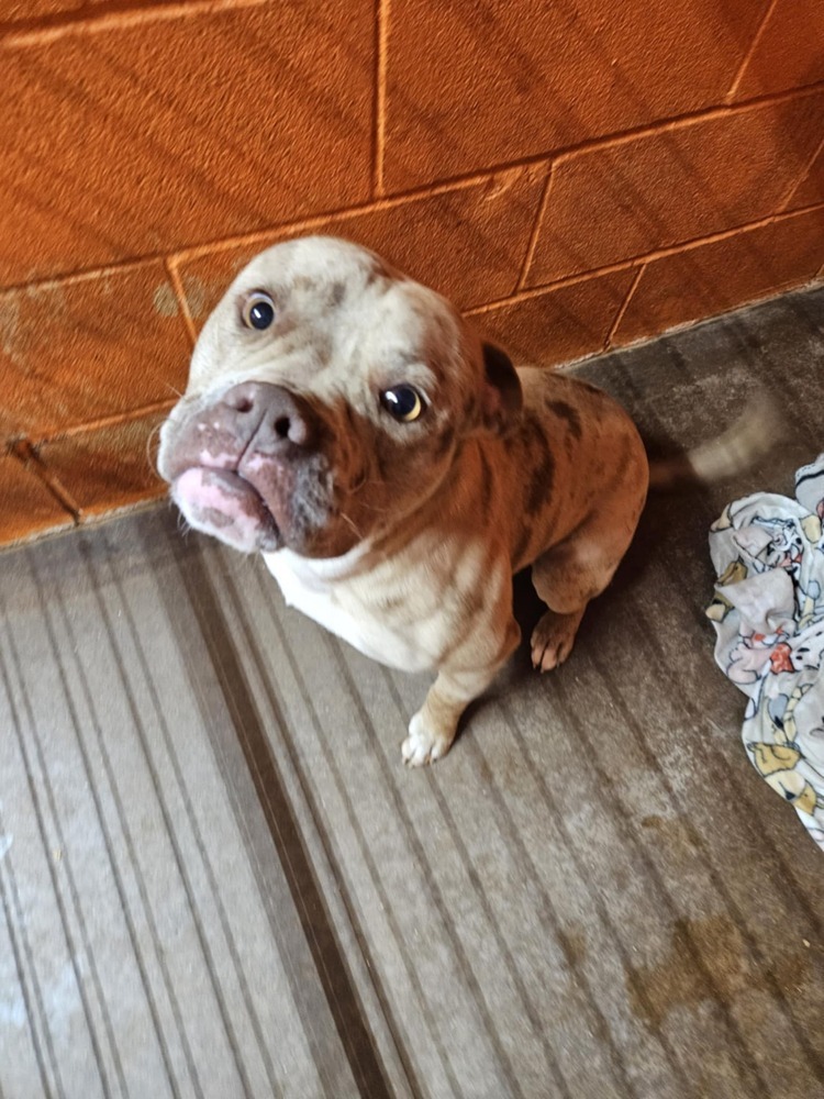 Arnie, an adoptable American Bully in Deerfield, WI, 53531 | Photo Image 5