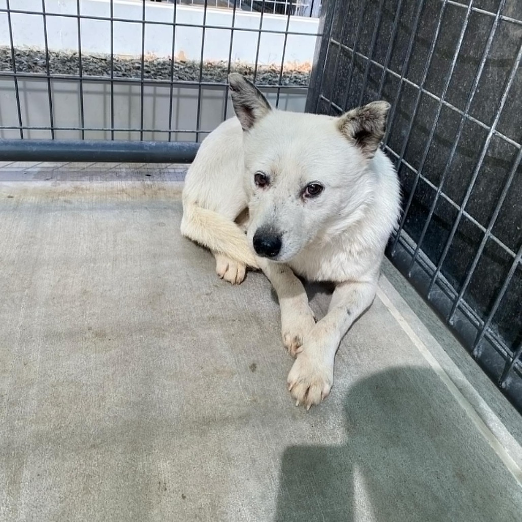 Creek, an adoptable Australian Cattle Dog / Blue Heeler in Garden City, KS, 67846 | Photo Image 1