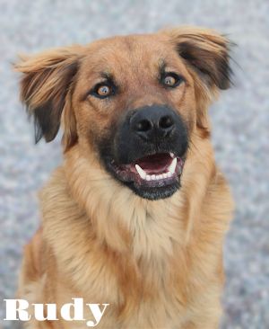 Rudy, Adult Male unknown