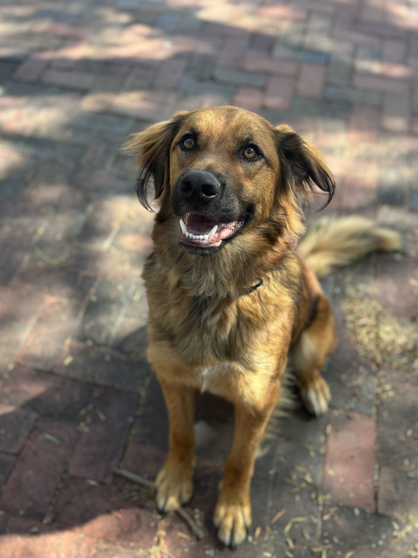 Rudy