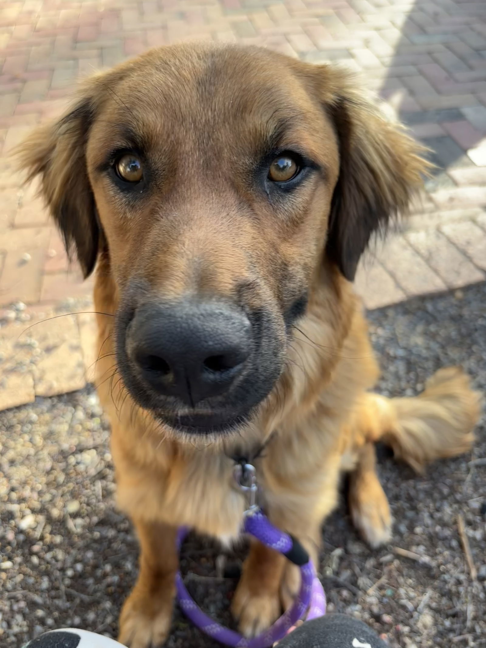 Rudy