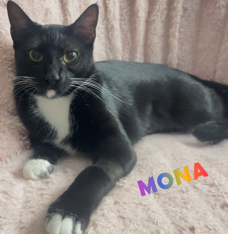 Mona #queen-bee