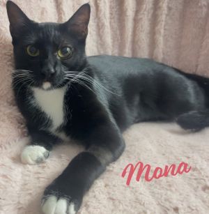 I LOVE TO LOVE WHEN THERES ME AND ONLY ME DOB 6124 Meow Meow everyone Im Mona a sweet gentl