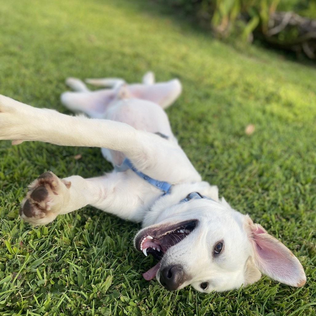 Ozzie (COH-A-63091), an adoptable Mixed Breed in Keaau, HI, 96749 | Photo Image 1