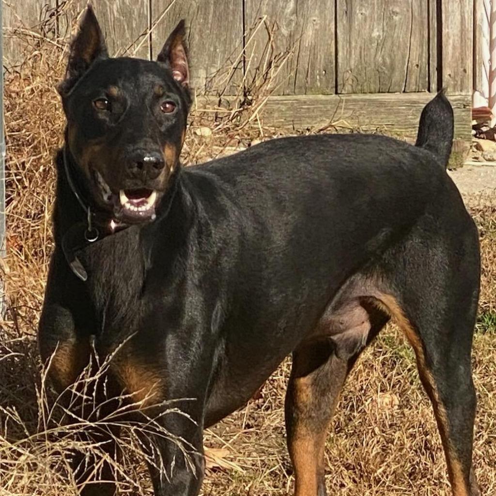 7517 Raider - I'm a SSNAP Dog