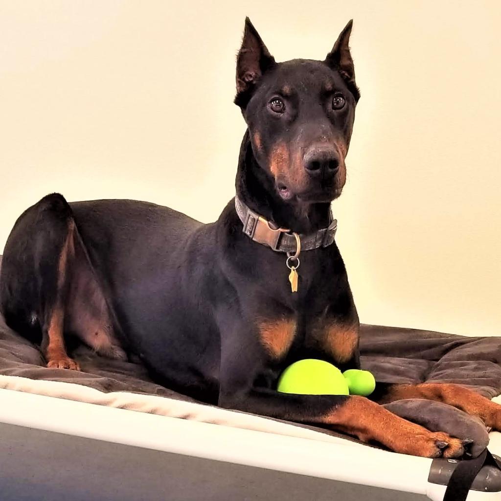 7517 Raider - I'm a SSNAP Dog