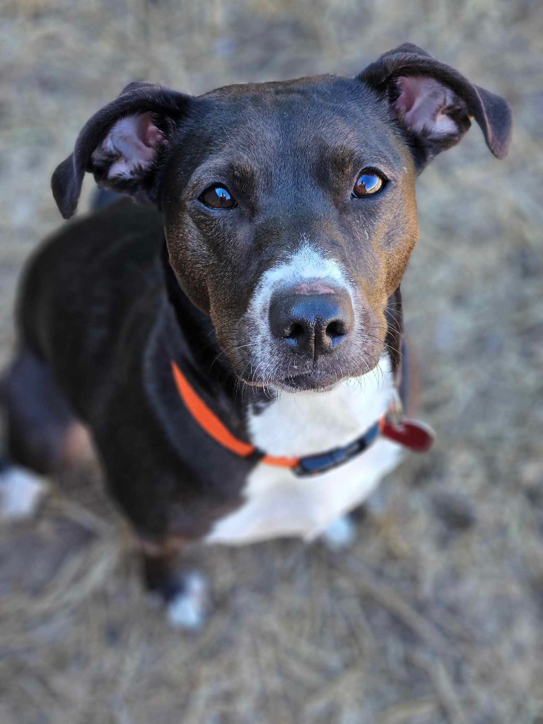 Ziggy