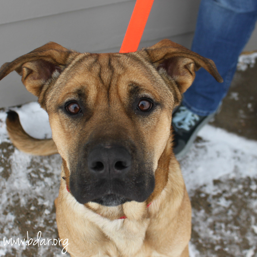 Kevin, an adoptable Mixed Breed in Cheyenne, WY, 82009 | Photo Image 1
