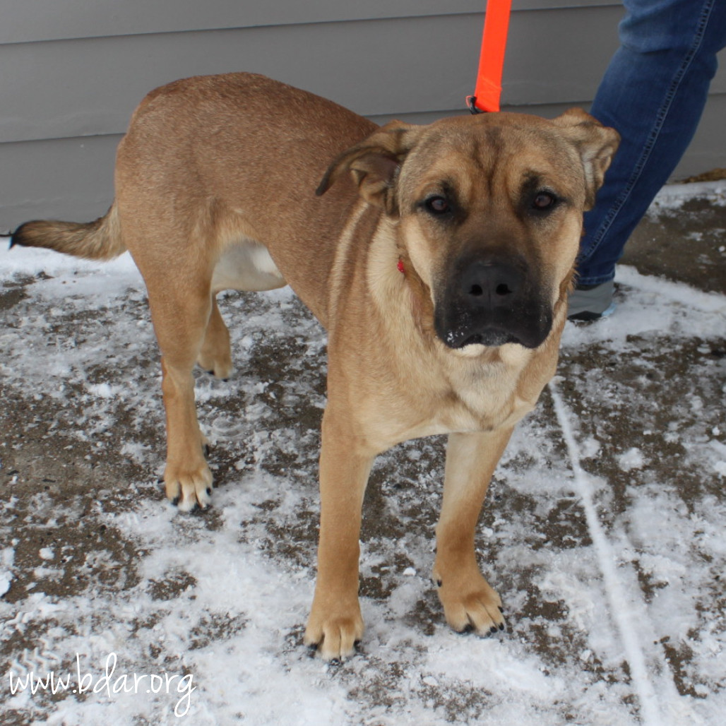 Kevin, an adoptable Mixed Breed in Cheyenne, WY, 82009 | Photo Image 2