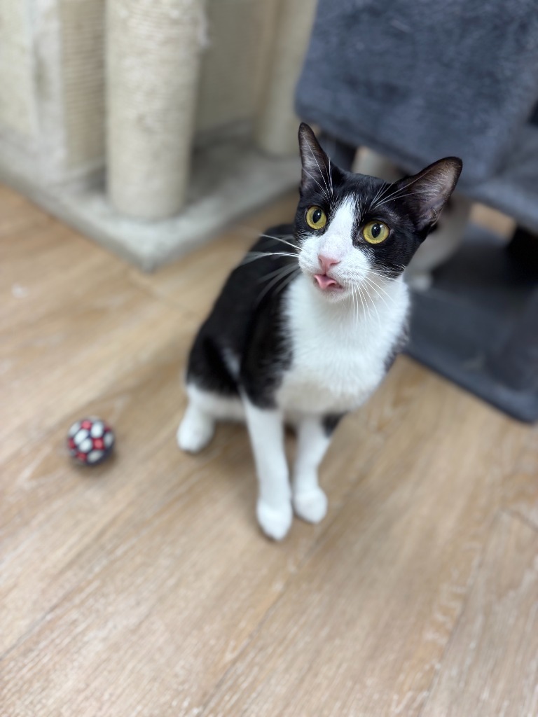 Pyra, an adoptable Domestic Short Hair in Corpus Christi, TX, 78414 | Photo Image 1