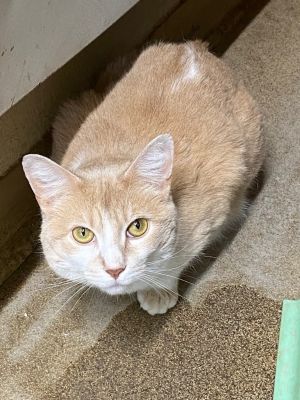 Maggie, Adult Female Domestic Long Hair