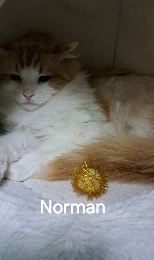 Norman