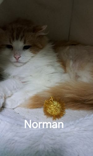 Norman, Adult Male Domestic Long Hair