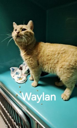 Waylon, Young Male unknown
