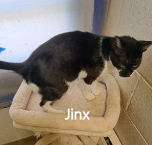 Jinx, Young Female unknown